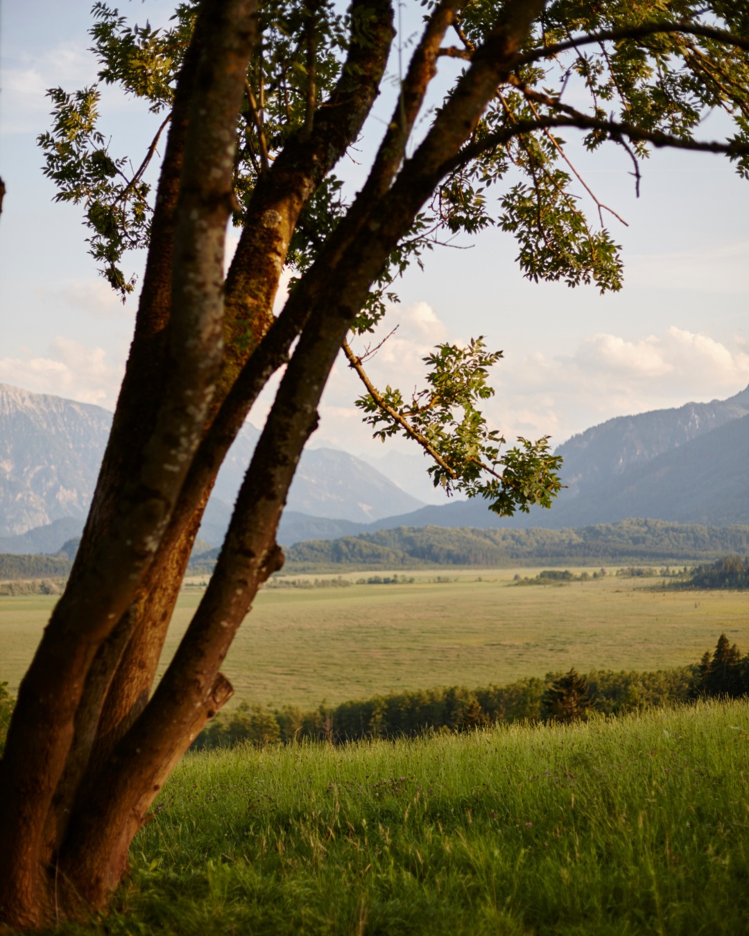 Das Murnauer Moos gehört zu den eindrucksvollsten Landschaften, die Bayern zu bieten hat. Das Murnauer Moos gehört zu den eindrucksvollsten Landschaften, die Bayern zu bieten hat. Vom Alpenhof aus startest du einfach zu Fuß. Ohne Auto, ohne Umwege. Die Wege durch das Moos sind gut begehbar und führen durch eine abwechslungsreiche Umgebung: weite Moorflächen, kleine Waldpassagen und ruhige Pfade entlang von Wasserläufen. Je nach Lust und Zeit kannst du eine kleine Runde drehen oder eine längere Wanderung mit Blick auf die bayerischen Voralpen unternehmen. Besonders stimmungsvoll ist das Moos am frühen Morgen oder späten Nachmittag, wenn nur wenige Menschen unterswegs sind. Perfekt für alle, die ihren Urlaub aktiv in einzigartiger Natur verbringen möchten. #AlpenhofMurnau #MurnauerMoos #BlauesLand #Bayern