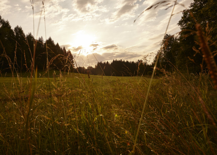 AlpenhofMurnau-Juli15-2288 Goldenes Sonnenlicht im Murnauer Moos
